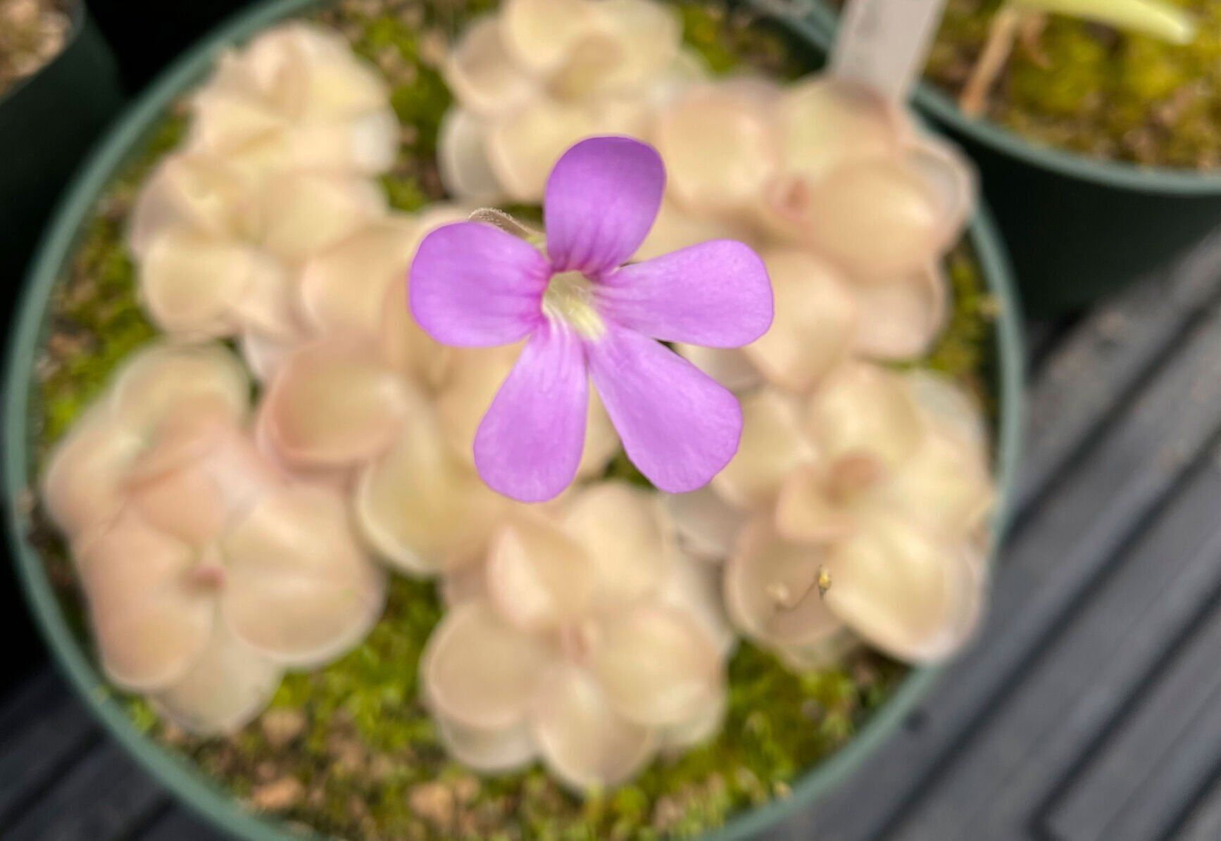 Butterwort